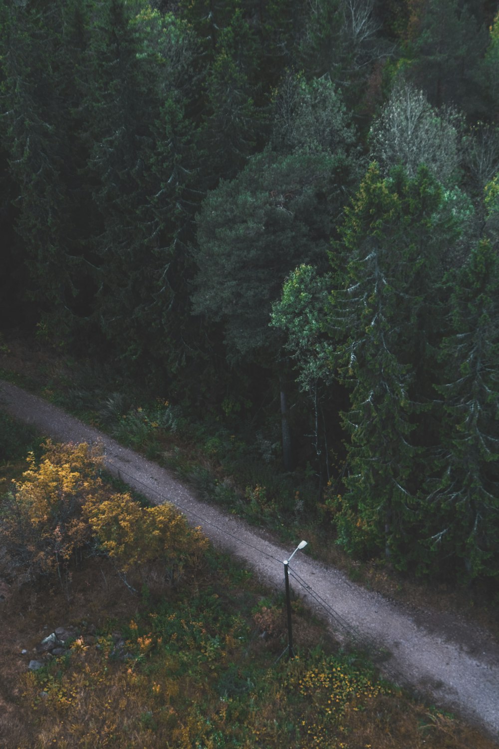 aerial view of forest