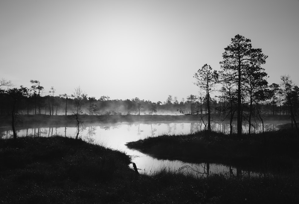 silhouette of trees