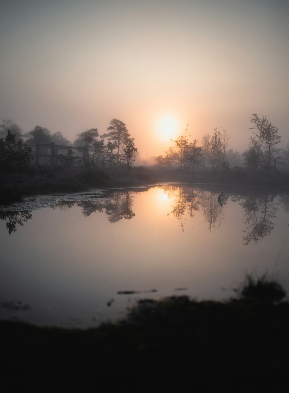 body of water surrounded by trees