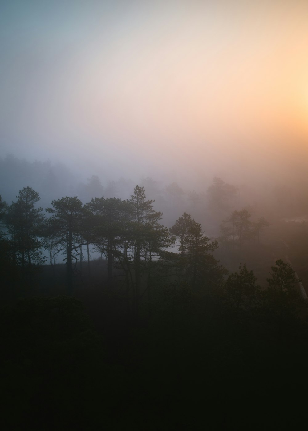 a foggy field with trees in the foreground