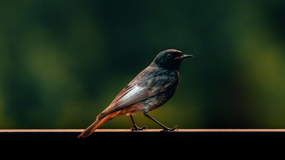 black and brown bird perched on wood railing