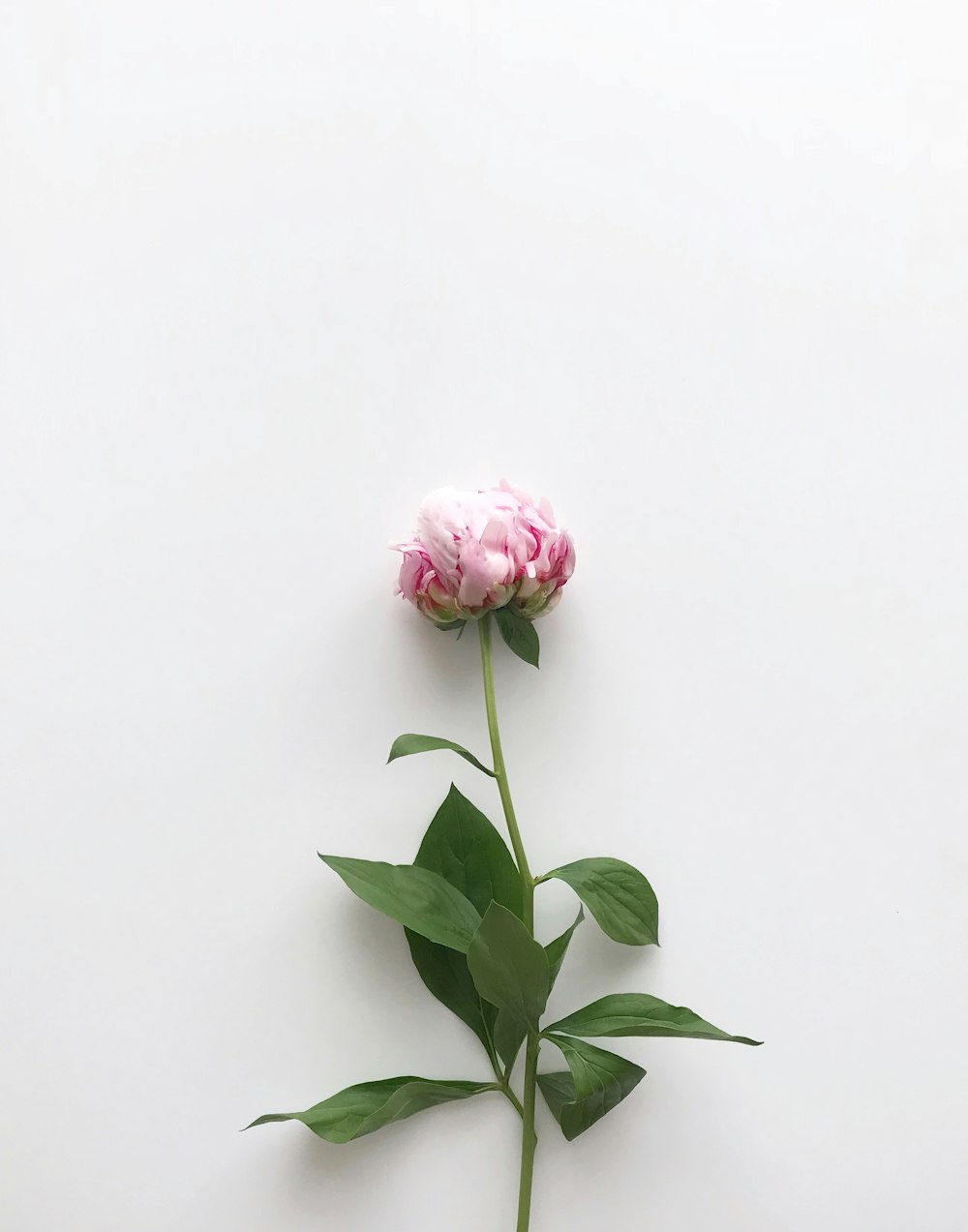 flor de pétalos rosados