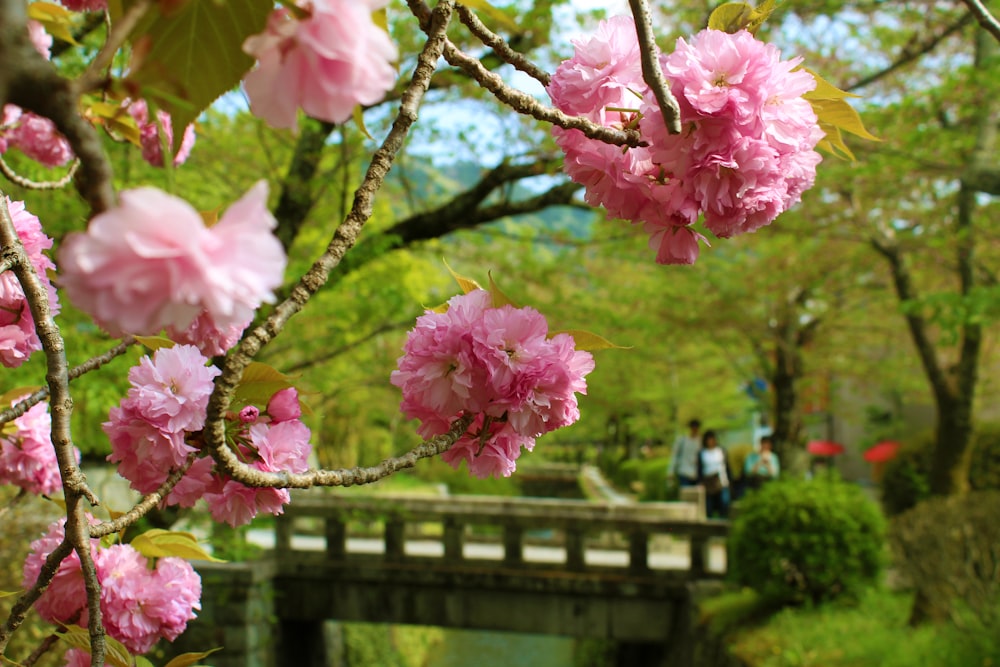 pink petaled fower