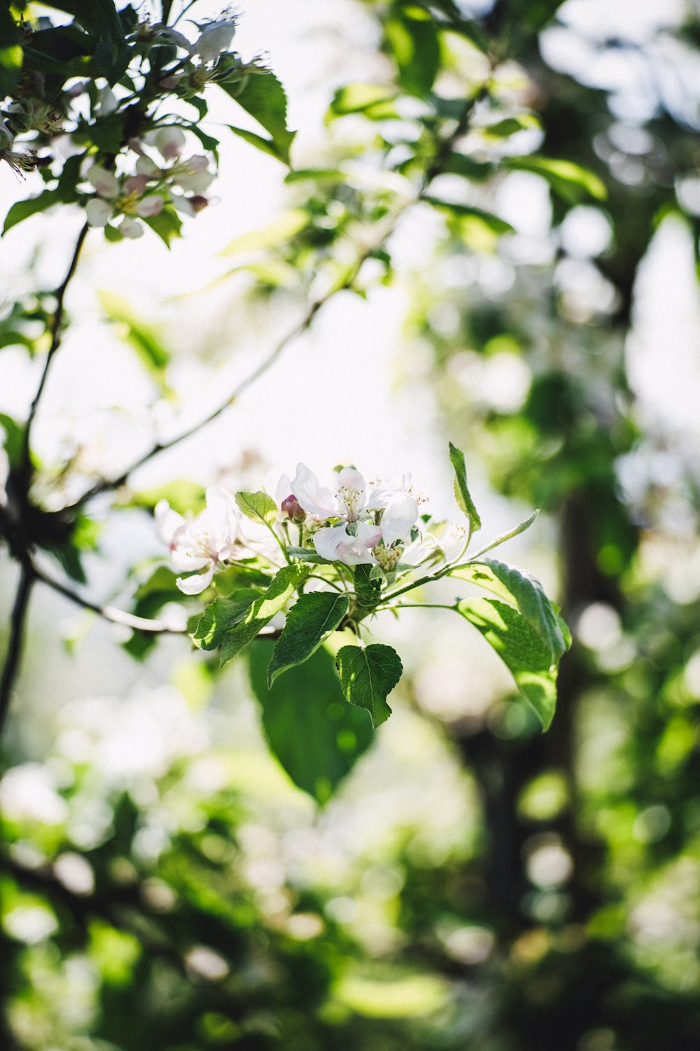 plante à feuilles vertes