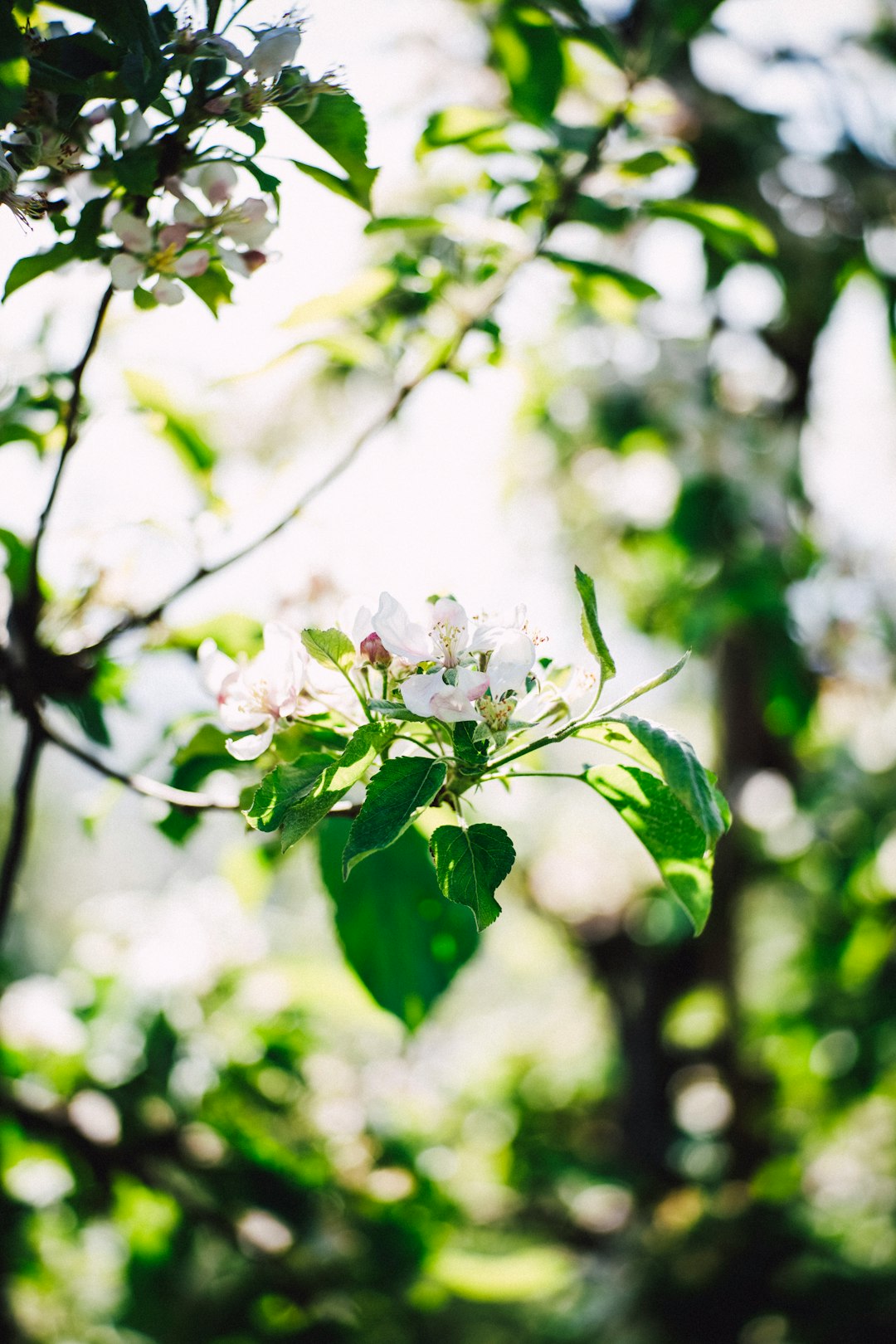 green-leafed plant