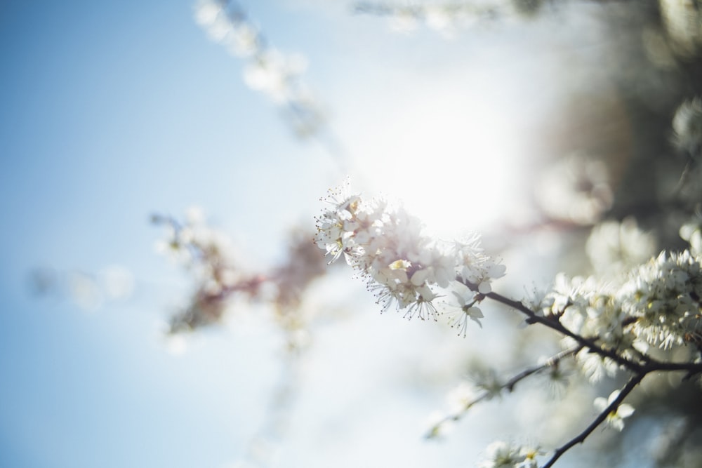 white petaled flower bloom selective focus photography