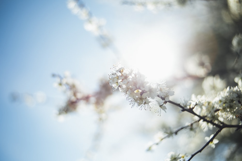 Weißblättrige Blume Blüte selektive Fokusfotografie