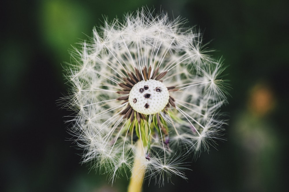 white dandelion