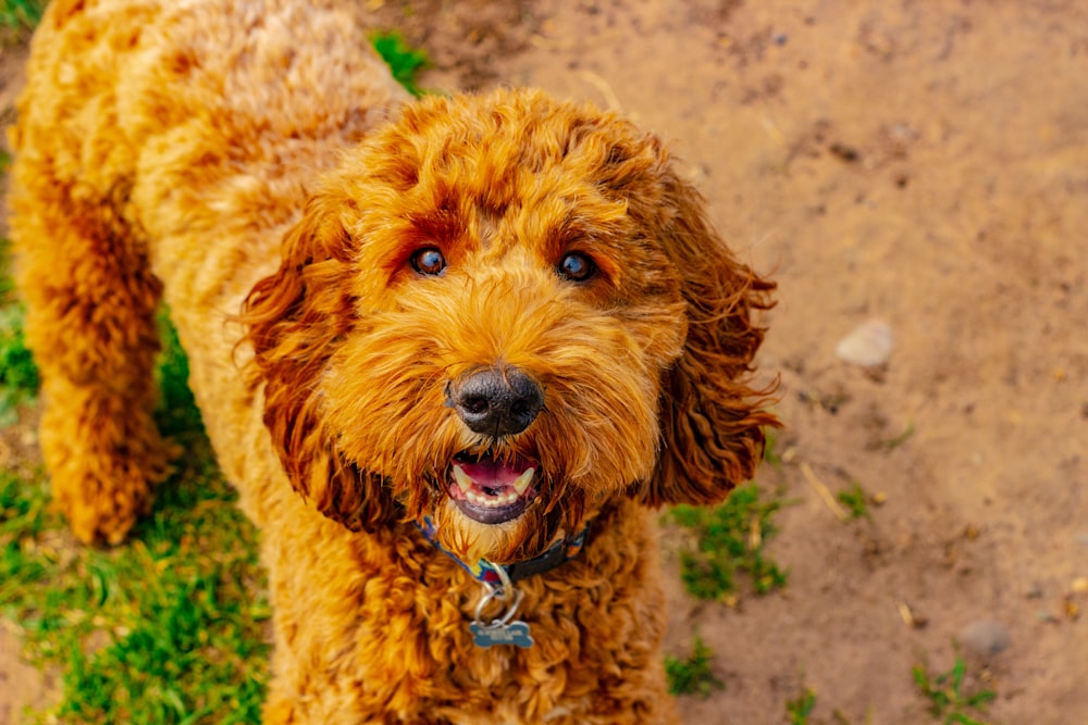 adult brown dog