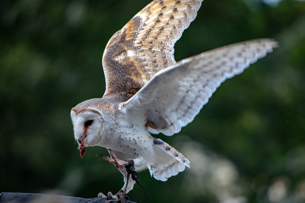 barn owl during daytime