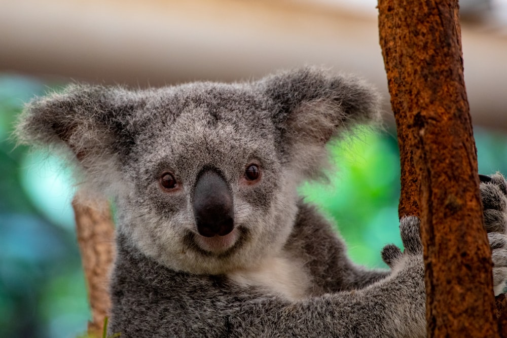 gray and white koala