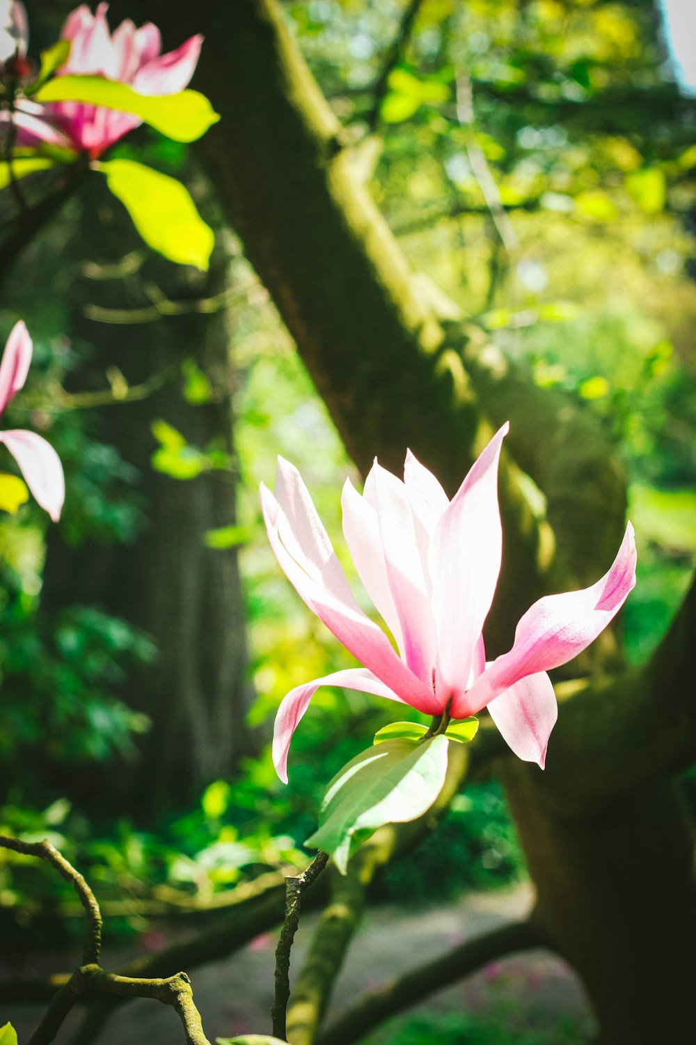 pink petaled flower