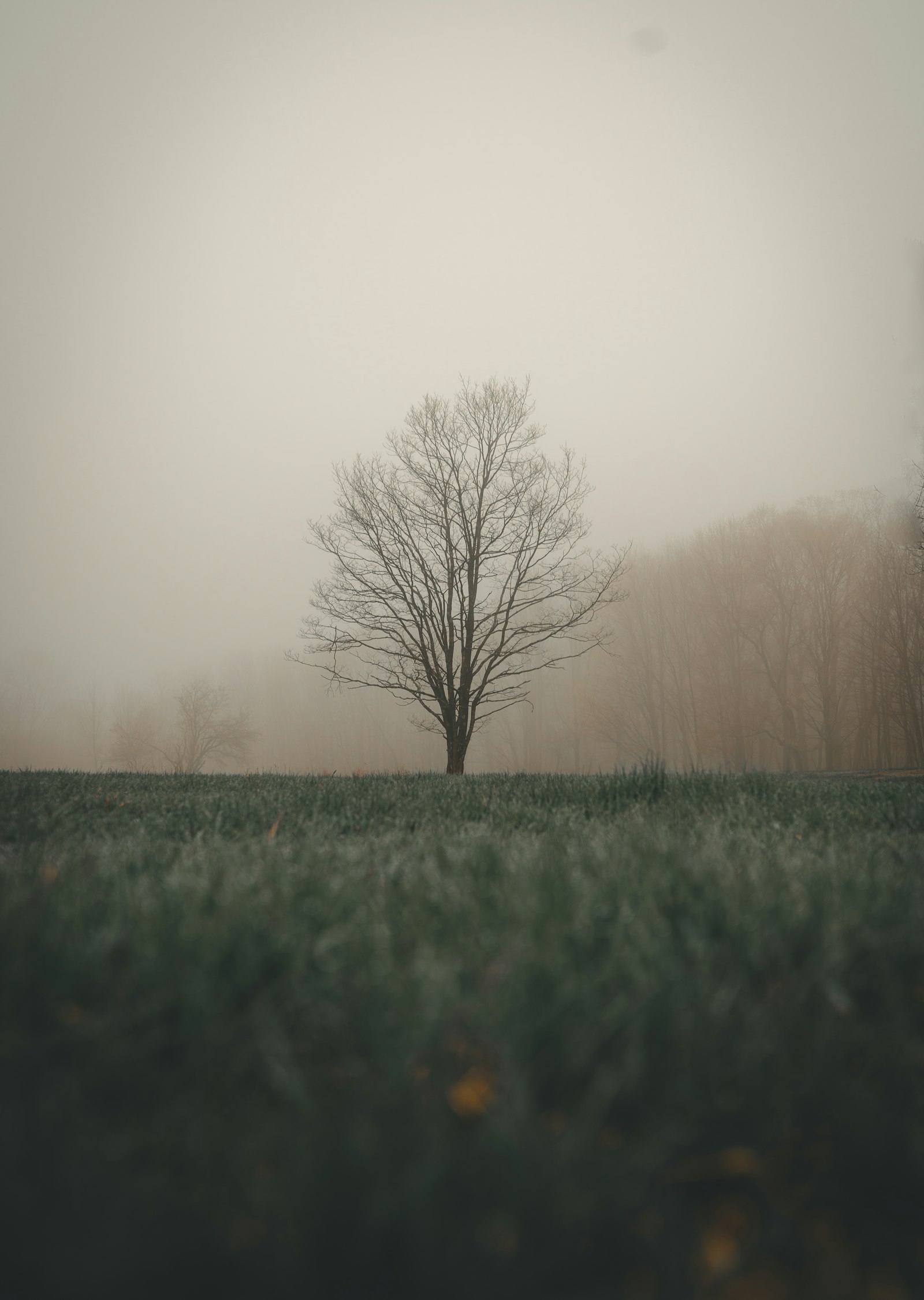 Nikon D810 sample photo. Leafless tree during daytime photography
