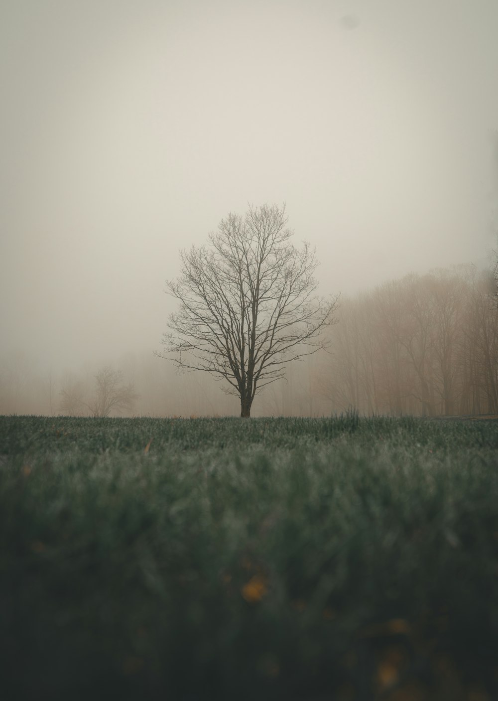 leafless tree during daytime