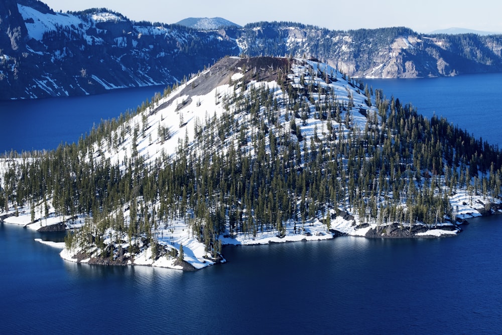 island filled with trees