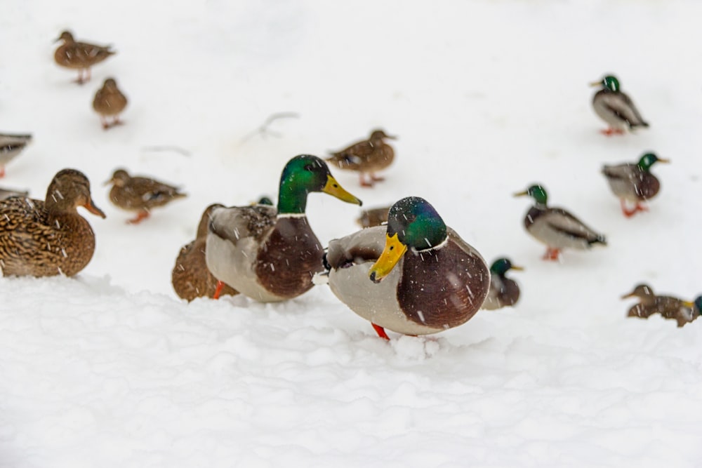 Groupe de canards