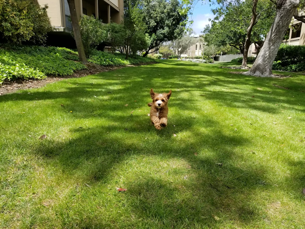 short-coated tan dog