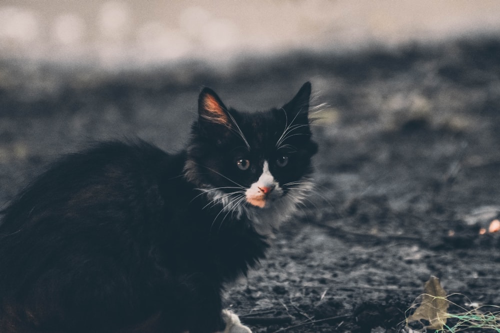 black and white cat