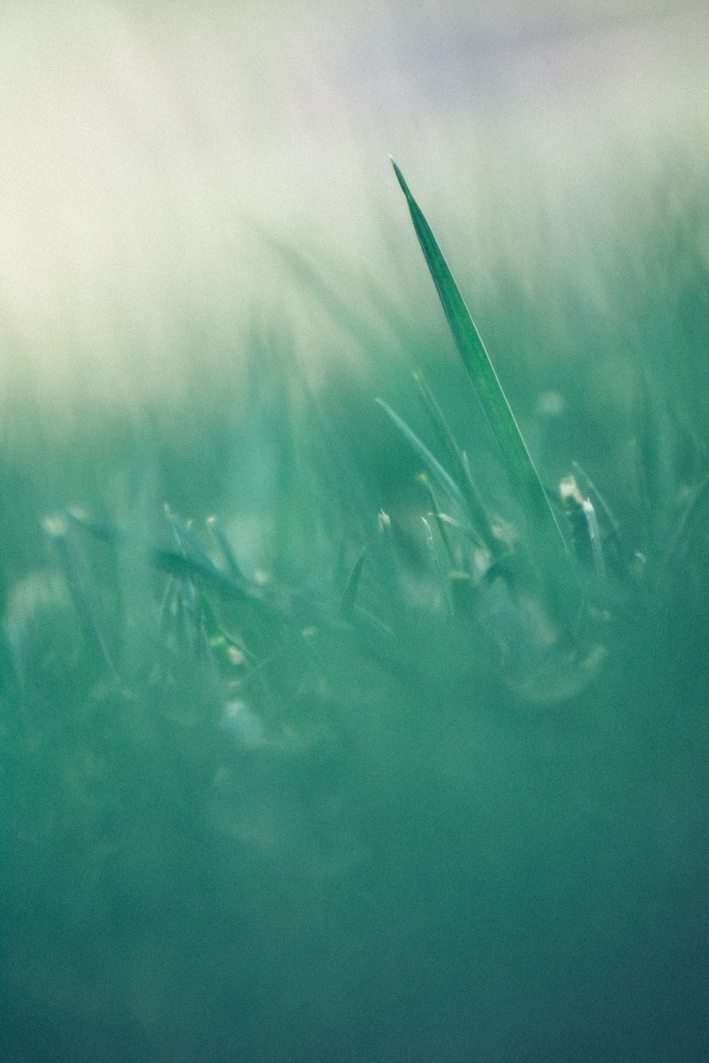 a blurry photo of grass in the water