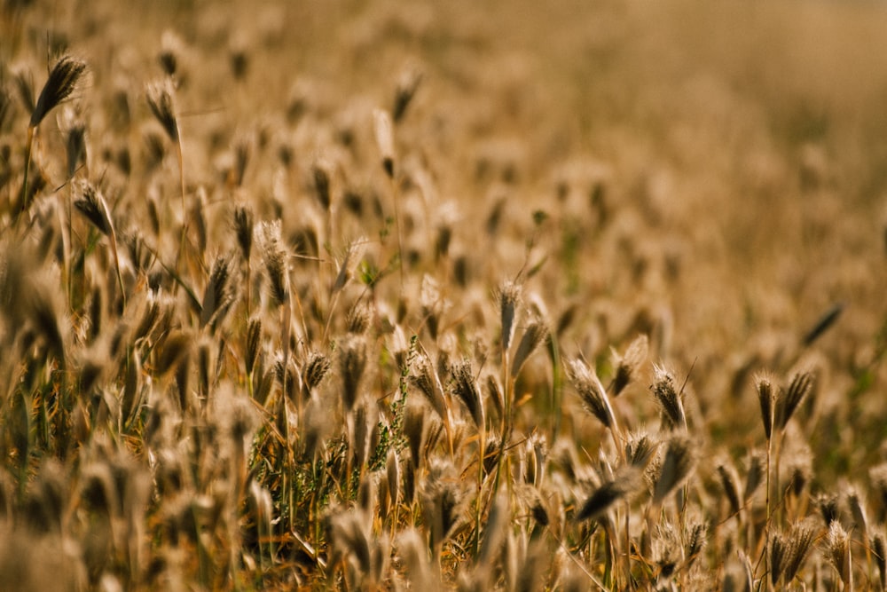 dried grass