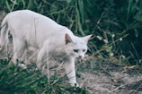 A white cat with green eyes walks cautiously through a natural setting, surrounded by grass and foliage. The environment gives an impression of being close to a forested or bushy area, with dirt and small plants under the cat's paws.