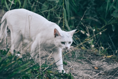A white cat with green eyes walks cautiously through a natural setting, surrounded by grass and foliage. The environment gives an impression of being close to a forested or bushy area, with dirt and small plants under the cat's paws.