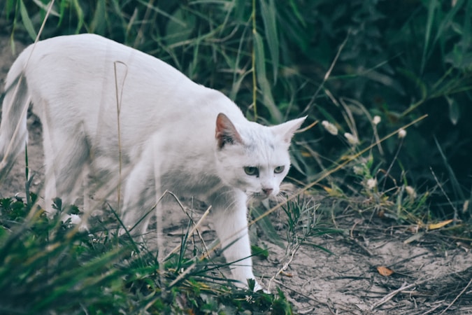 The Green Paw Guide: Eco-Friendly Cat Care Essentials