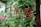 A decorative metal sign with the word 'HERBS' in curly letters is hanging among lush green plants. Bright pink flowers are visible in the background, adding a splash of color to the scene.