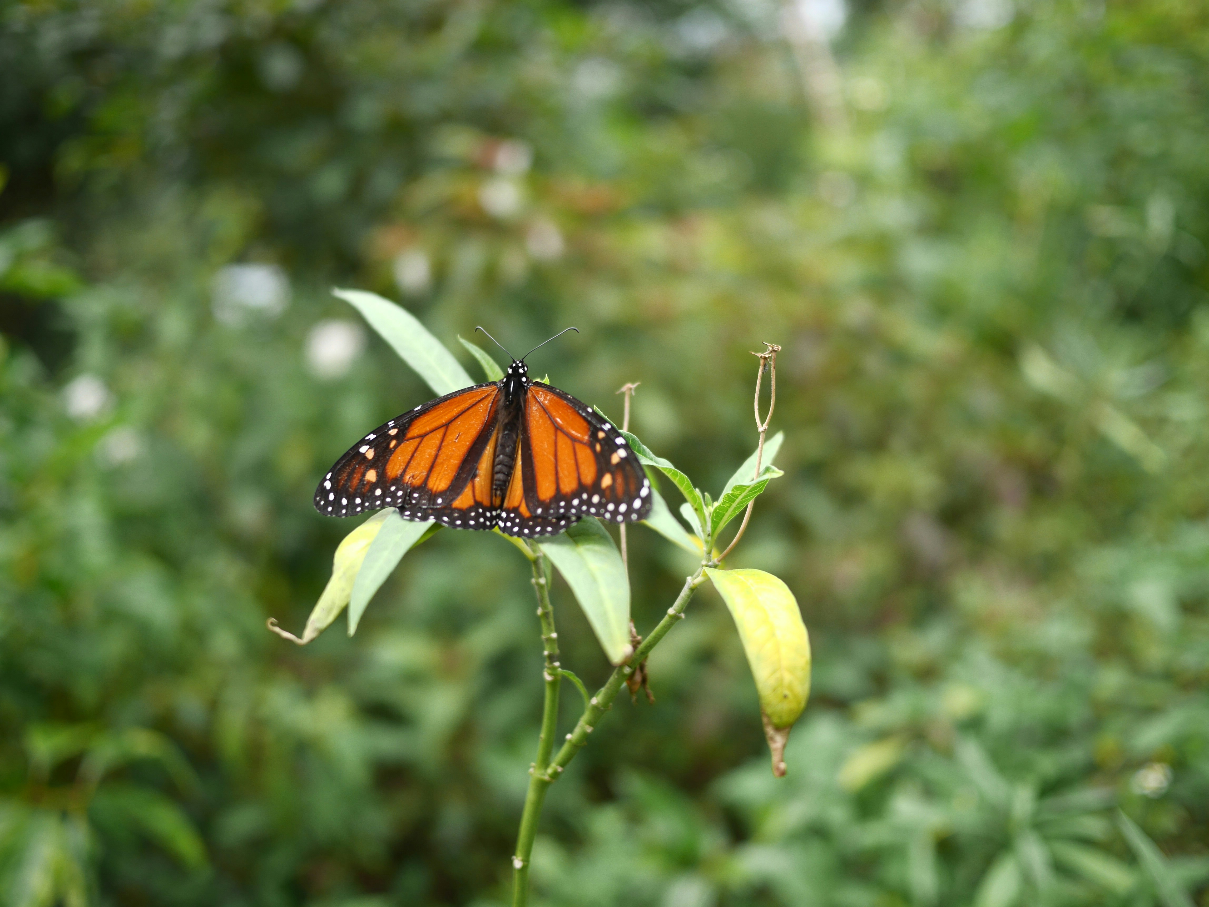 Samia cynthia бабочка. Бабочка лист. Samia cynthia бабочка. Данаида монарх. Монарх 1080.