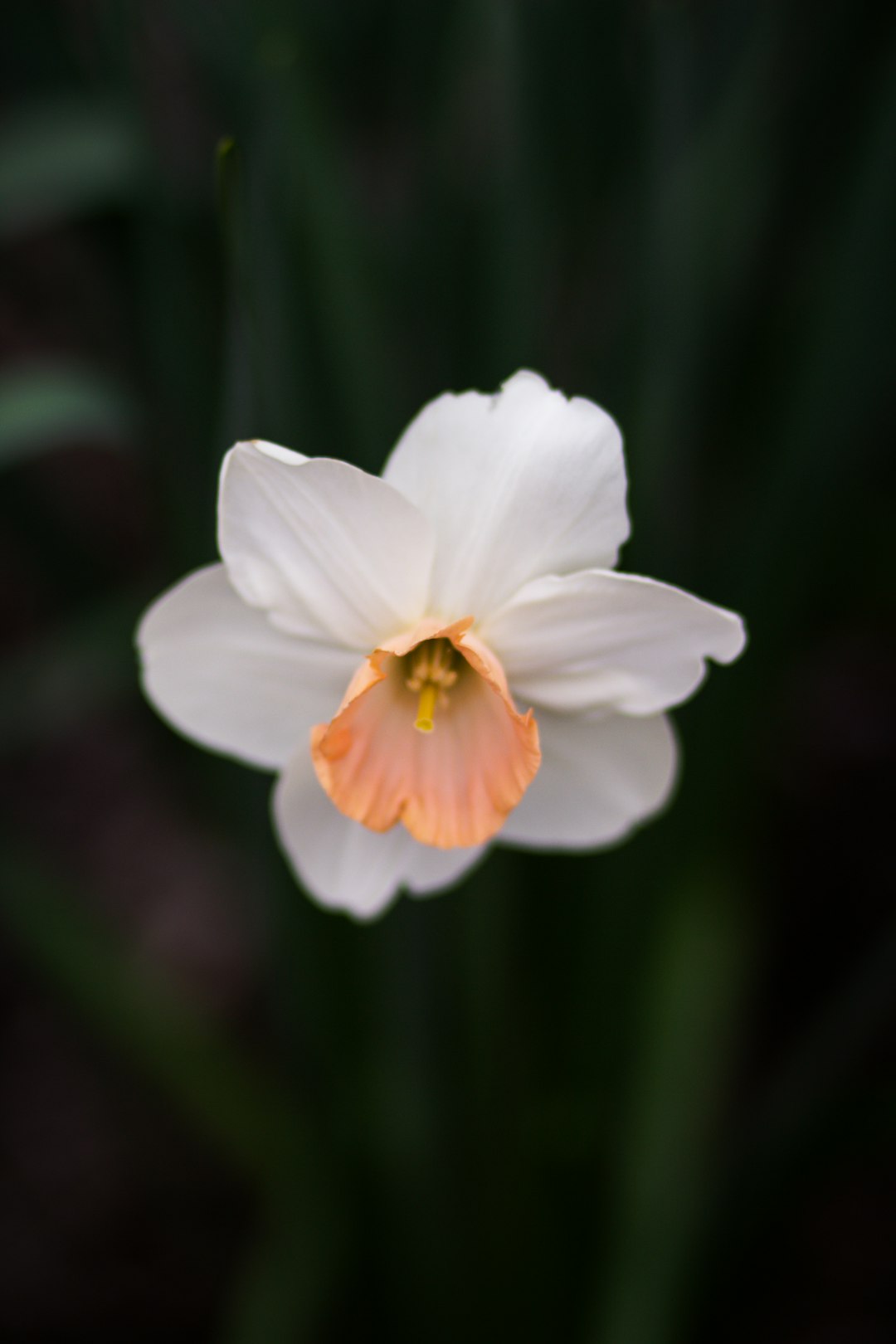 white petaled flower