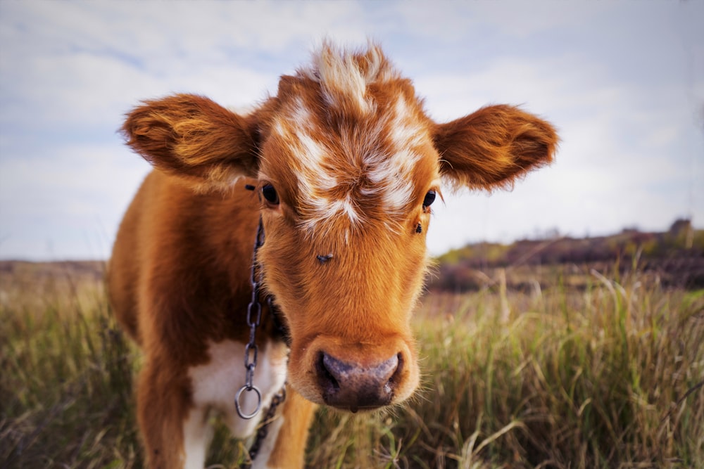 brown and white cattle on green grass field during daytime