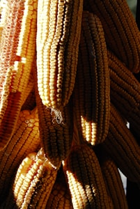 Golden Maize