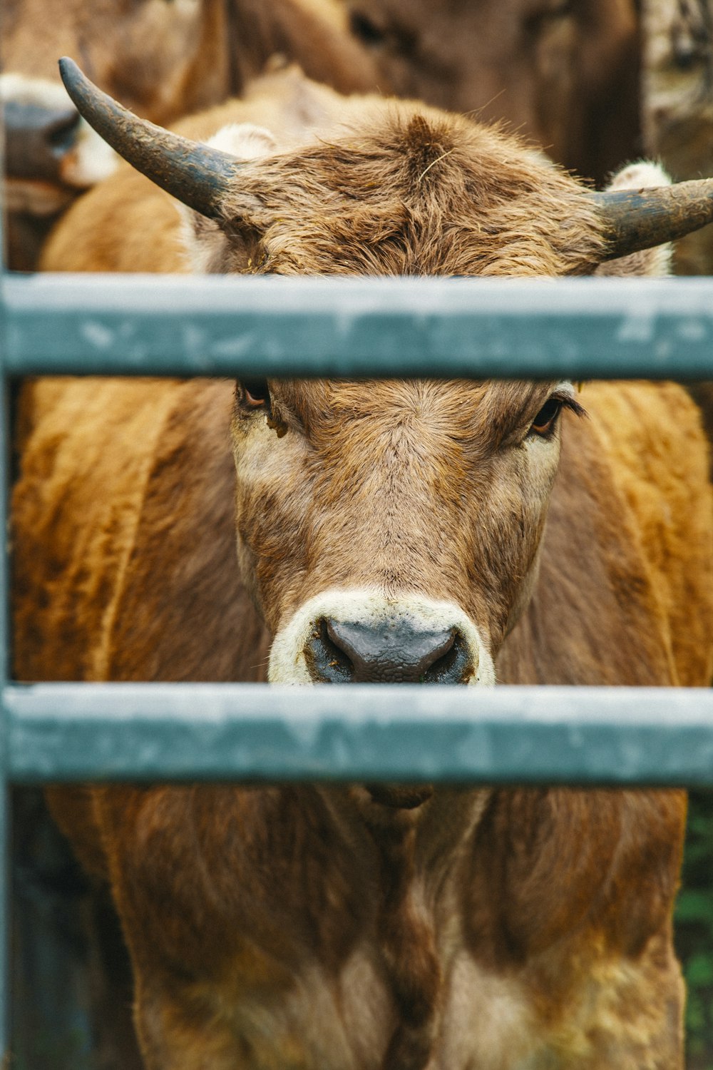 brown bull behind grey metal fence