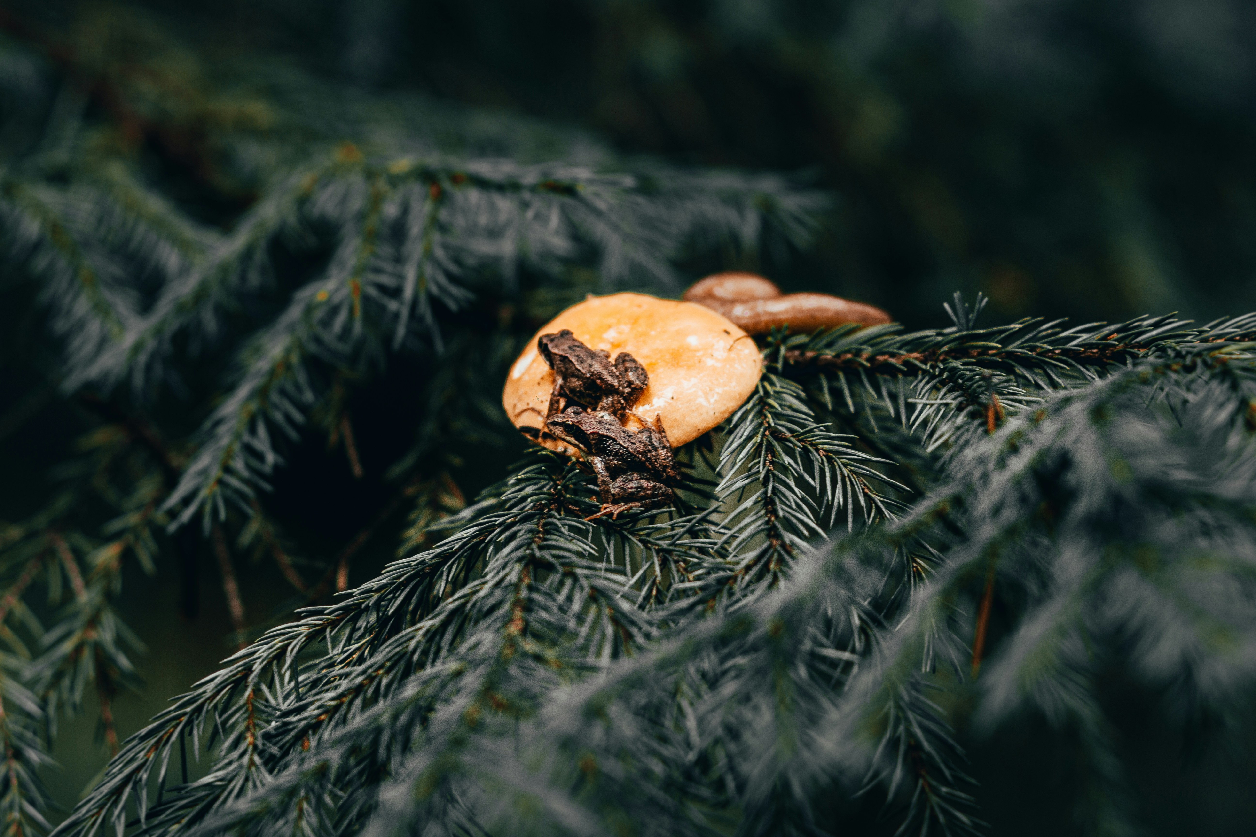 frog on tree