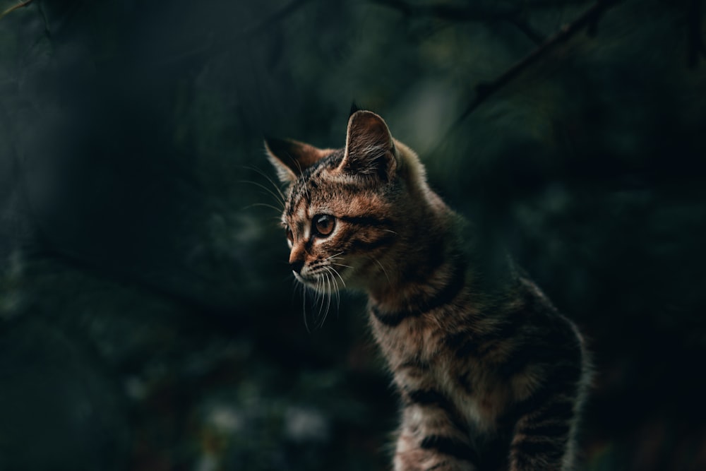 brown and black kitten close-up photography