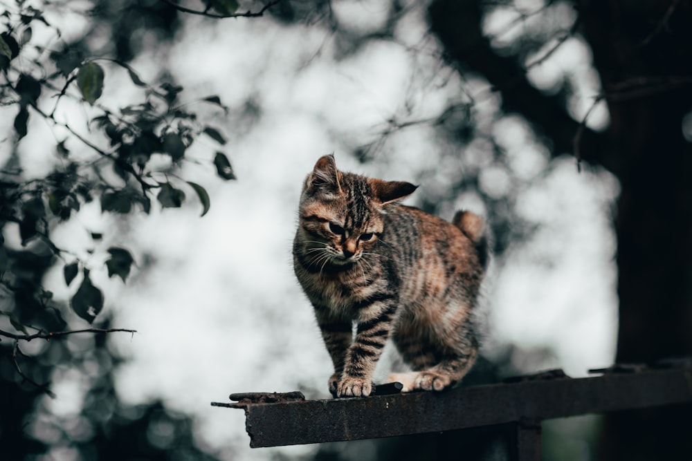 cat on brown wooden board