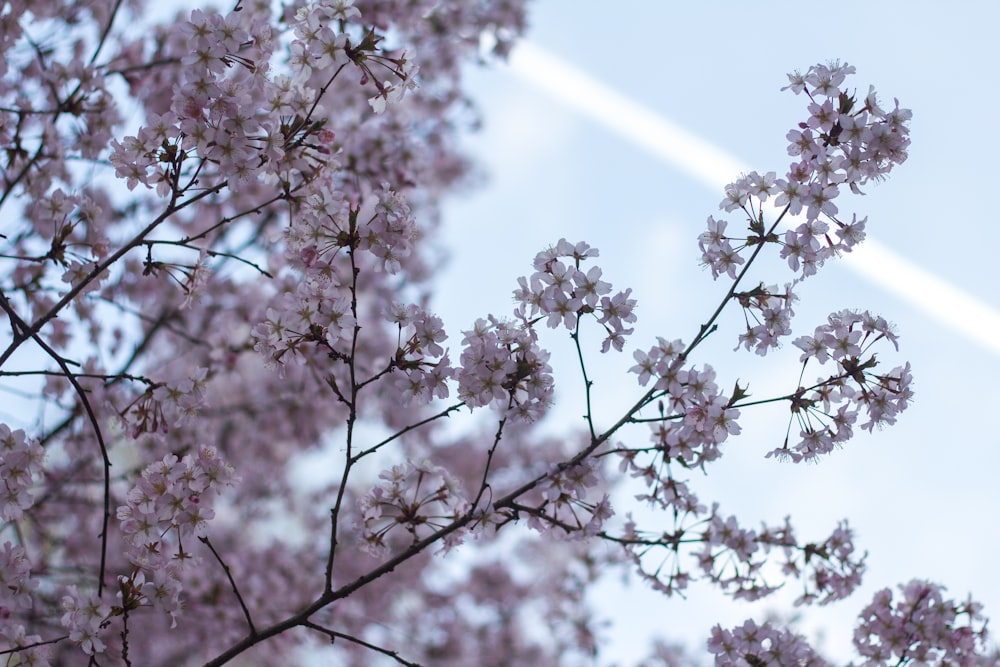 white cherry blossom tree under white sky