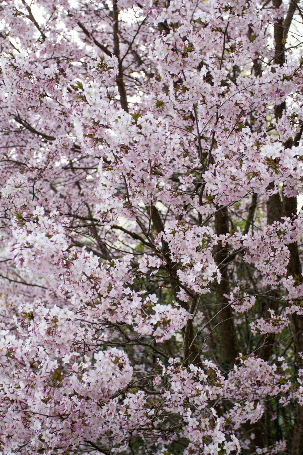 紫色の桜の木