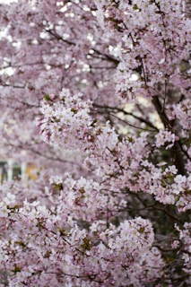 blooming pink cherry blossoms