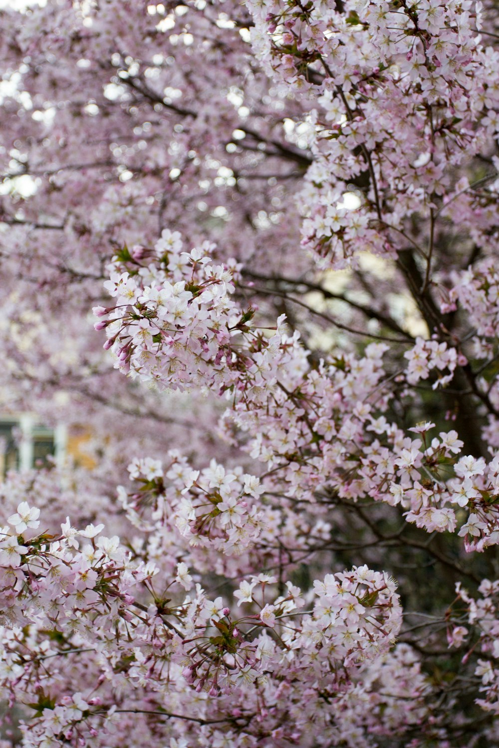 blooming pink cherry blossoms