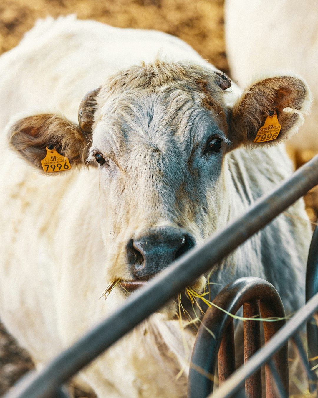 brown cattle