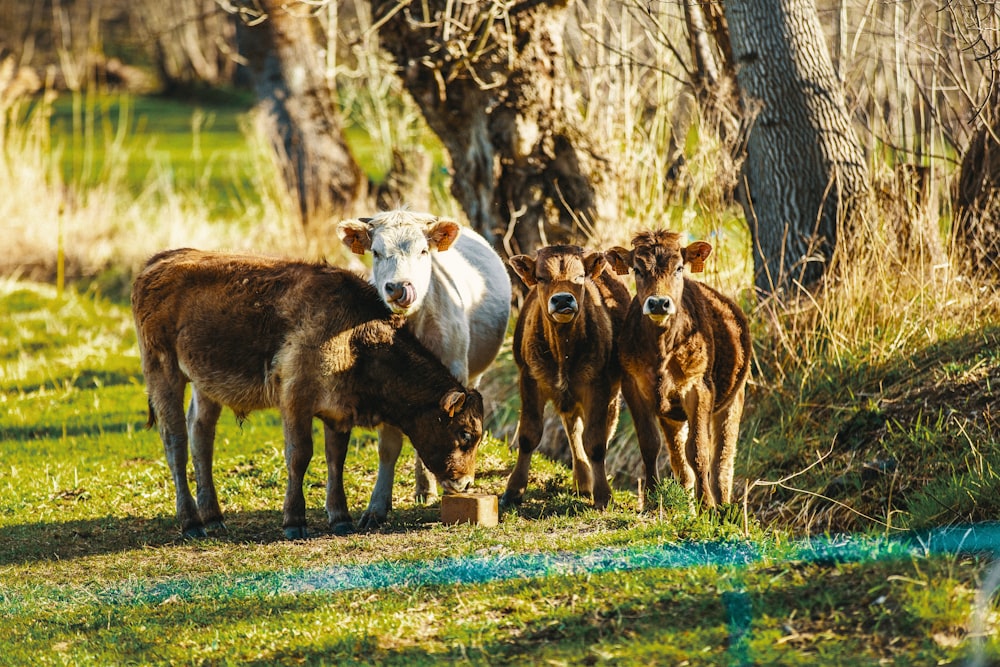 four brown and white cattle on green grass field during daytime