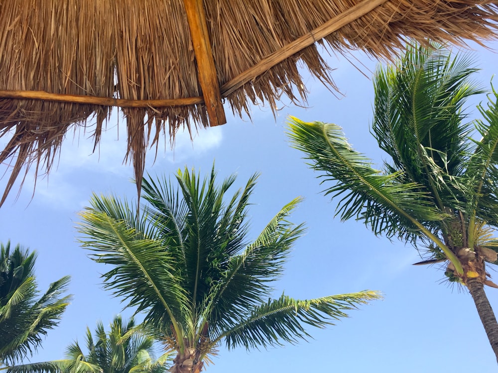 green coconut palm tree near hut