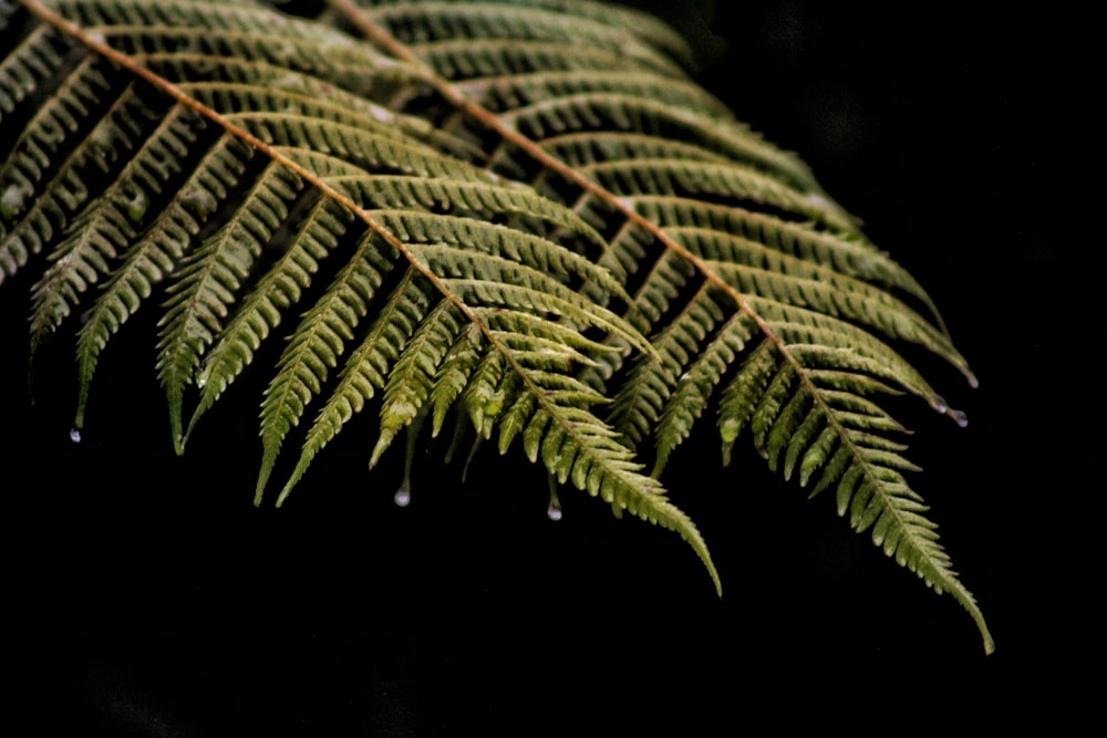 green fern plant