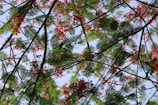 A network of tree branches with lush green leaves and vibrant red flowers set against a clear blue sky.