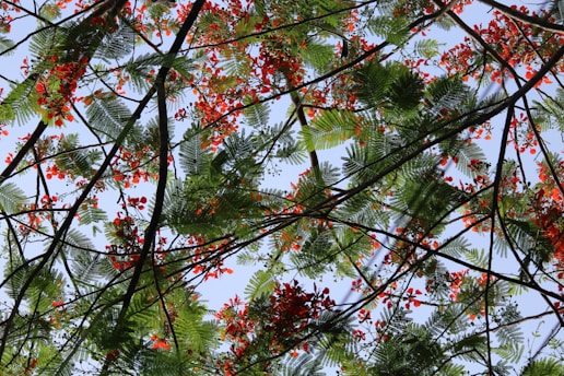 A network of tree branches with lush green leaves and vibrant red flowers set against a clear blue sky.