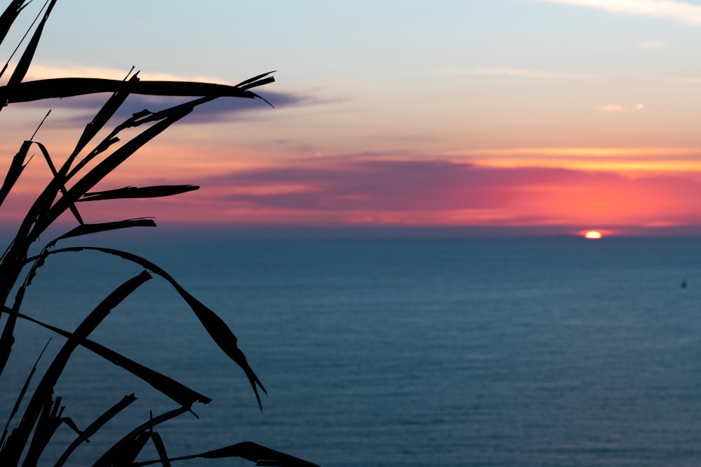 silhouette of plant