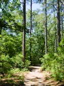 A serene forest path winding through tall, lush green trees under a clear blue sky.