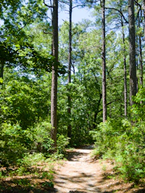 A serene mountain trail winding through lush green forests under a clear blue sky.
