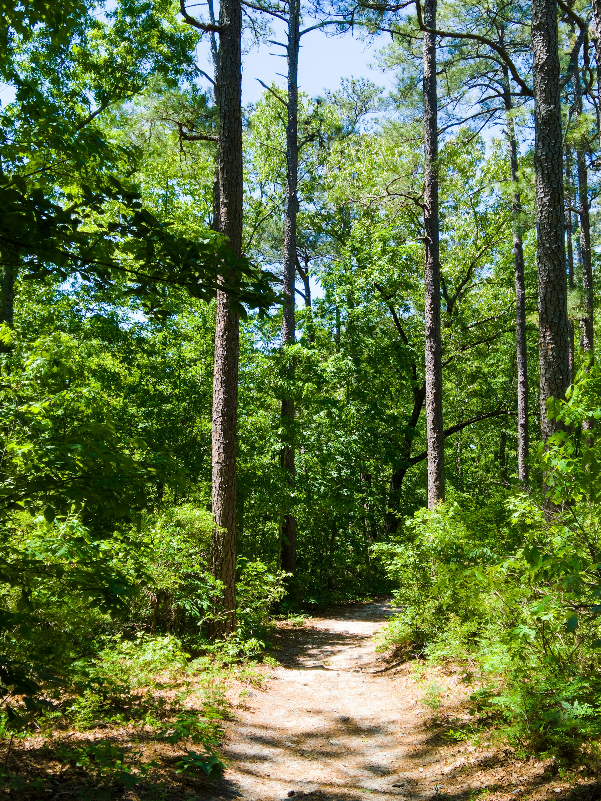 A serene mountain trail winding through lush green forests under a clear blue sky.
